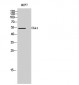 Chk1 Polyclonal Antibody