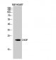 CHOP Polyclonal Antibody