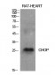 CHOP Polyclonal Antibody