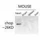 CHOP Polyclonal Antibody