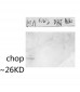 CHOP Polyclonal Antibody