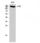 c-Kit Polyclonal Antibody