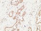 c-Kit Polyclonal Antibody