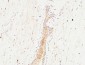 c-Kit Polyclonal Antibody