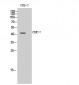 CKR-7 Polyclonal Antibody