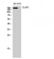 CLASP1 Polyclonal Antibody