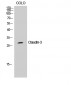 Claudin-3 Polyclonal Antibody