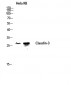 Claudin-3 Polyclonal Antibody