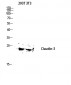 Claudin-3 Polyclonal Antibody