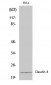 Claudin-4 Polyclonal Antibody