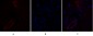 Claudin-5 Polyclonal Antibody