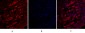 Claudin-5 Polyclonal Antibody