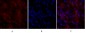 Claudin-5 Polyclonal Antibody