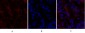 Claudin-5 Polyclonal Antibody