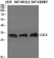 CLIC4 Polyclonal Antibody