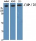 CLIP-170 Polyclonal Antibody