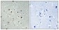 CLK2 Polyclonal Antibody