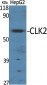 CLK2 Polyclonal Antibody