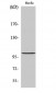 Clock Polyclonal Antibody