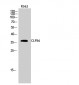 CLP36 Polyclonal Antibody