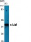 c-Maf Polyclonal Antibody