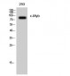 c-Myb Polyclonal Antibody