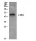 c-Myc Polyclonal Antibody