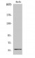 c-Myc Polyclonal Antibody