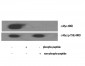 c-Myc Polyclonal Antibody