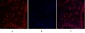 c-Myc Polyclonal Antibody