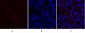 c-Myc Polyclonal Antibody