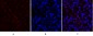 c-Myc Polyclonal Antibody