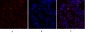 c-Myc Polyclonal Antibody