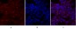 c-Myc Polyclonal Antibody