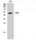 c-Myc Polyclonal Antibody