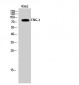 CNG-2 Polyclonal Antibody