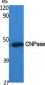 CNPase Polyclonal Antibody