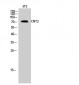 CNT2 Polyclonal Antibody