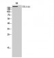 COL11A1 Polyclonal Antibody