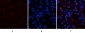 COL1A2 Polyclonal Antibody