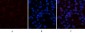 COL1A2 Polyclonal Antibody