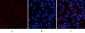 COL1A2 Polyclonal Antibody