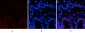 COL1A2 Polyclonal Antibody