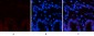 COL1A2 Polyclonal Antibody