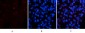 COL1A2 Polyclonal Antibody