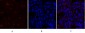 COL2A1 Polyclonal Antibody