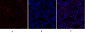 COL2A1 Polyclonal Antibody