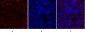 COL2A1 Polyclonal Antibody