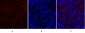 COL2A1 Polyclonal Antibody