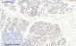 COL2A1 Polyclonal Antibody